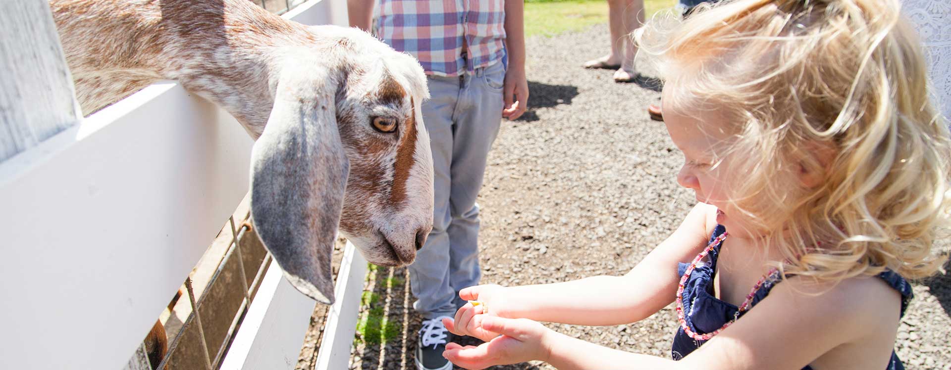 Tillamook County Blue Heron Petting Zoo