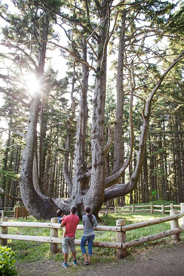 Tillamook County Cape Meares Octopus Tree