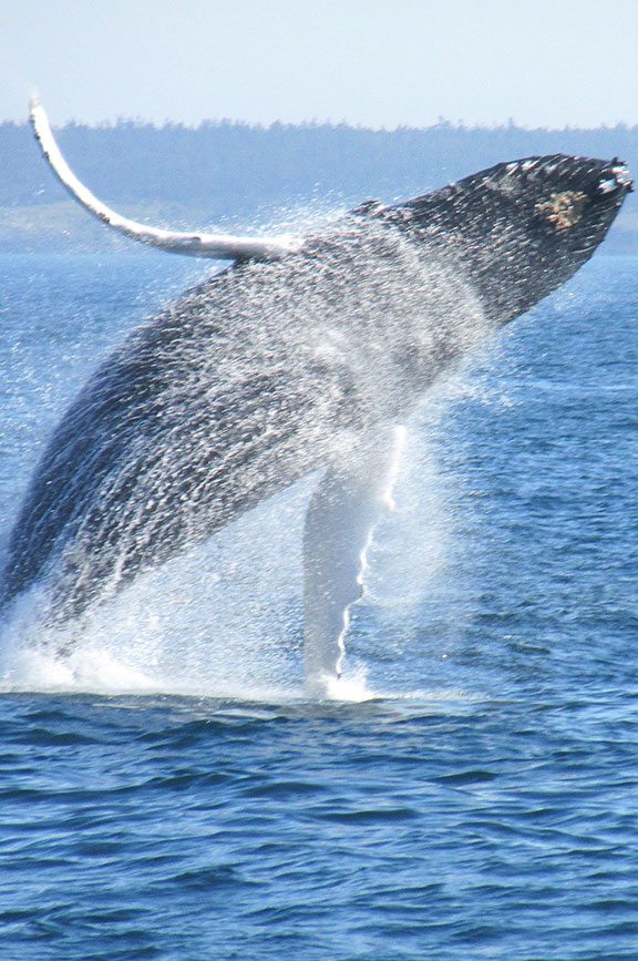 Whale watching On Orcas Island In The San Juan Islands