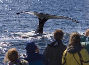oregon coast whale watching