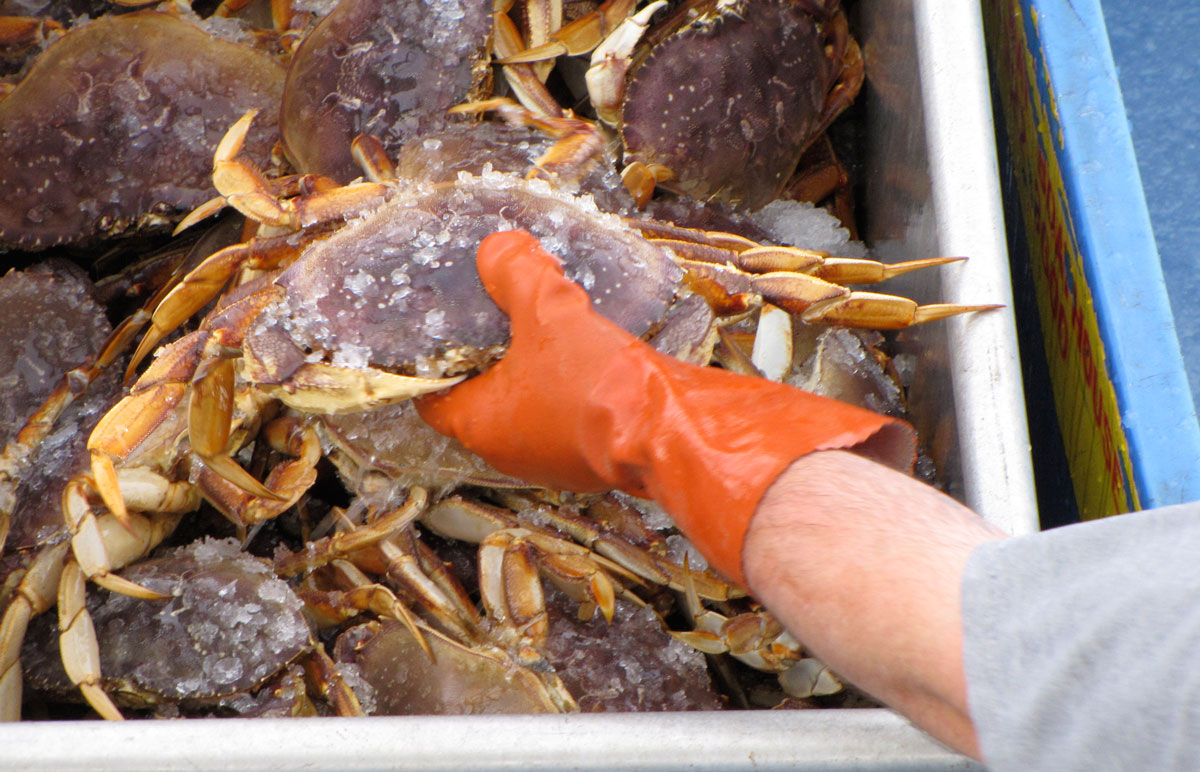 Oregon Coast Crabbing  Guided trips or from the docks