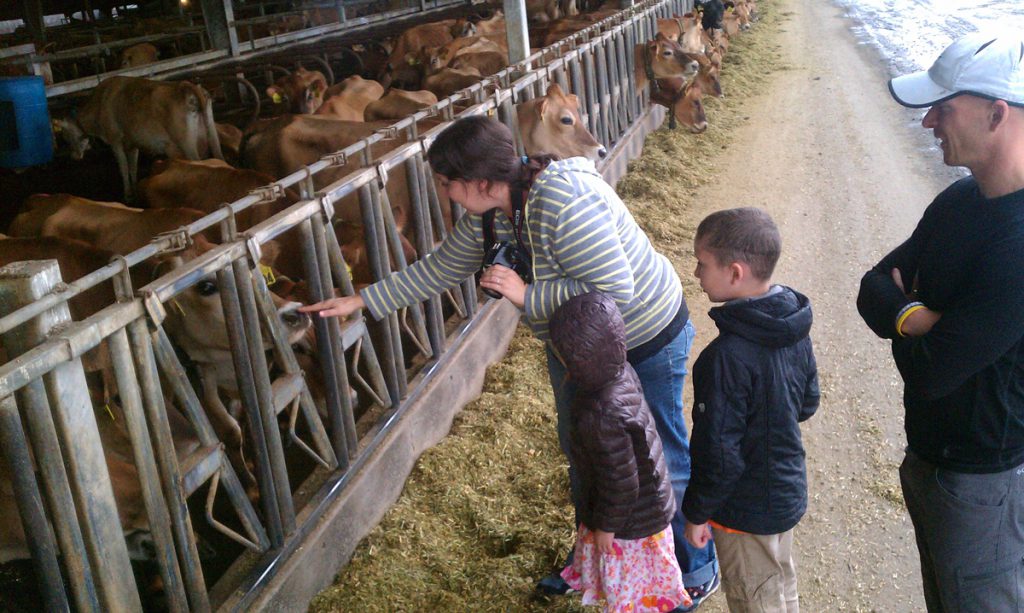 Family pets cows in their stalls