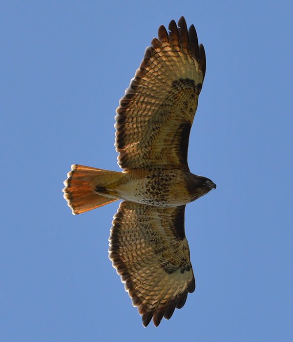 Hawk at the Oregon Coast