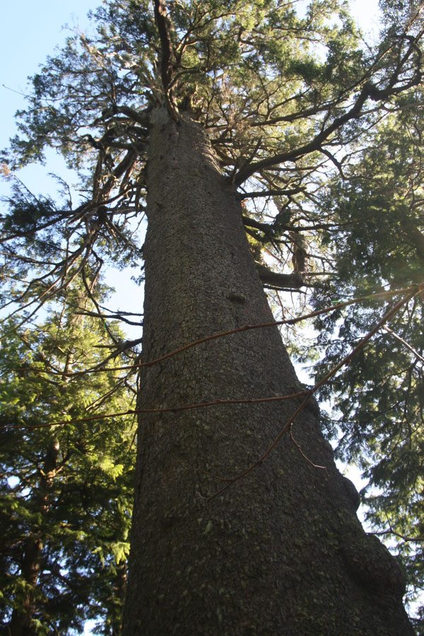 The Big Spruce, the largest Sitka spruce in Oregon, stands 144 tall in the U.S. Fish and Wildlife Service’s Cape Meares National Wildlife Refuge. The giant tree is estimated to be 700 to 800 years old. Photo by Bob Reed, USFWS