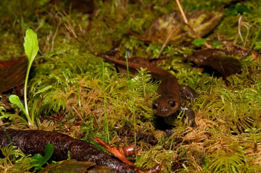This northwestern salamander is among seven species of salamander found at the U.S. Fish and Wildlife Service’s Cape Meares National Wildlife Refuge, which shelters animal species ranging from forest floor dwellers to imposing Roosevelt elk and magnificent birds of prey. Photo by David Ledig, USFWS