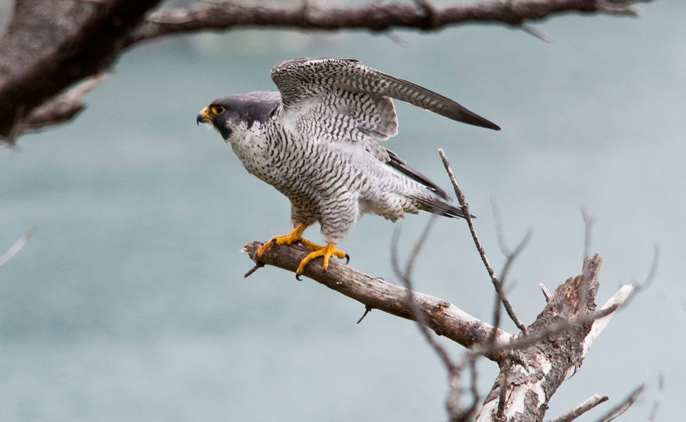 The Peregrine falcon is the fastest animal on earth when it dives to make other birds its dinner. Visitors to the U.S. Fish and Wildlife Service’s Cape Meares National Wildlife Refuge may see this spectacular creature in action. Photo by Roy Lowe, USFWS