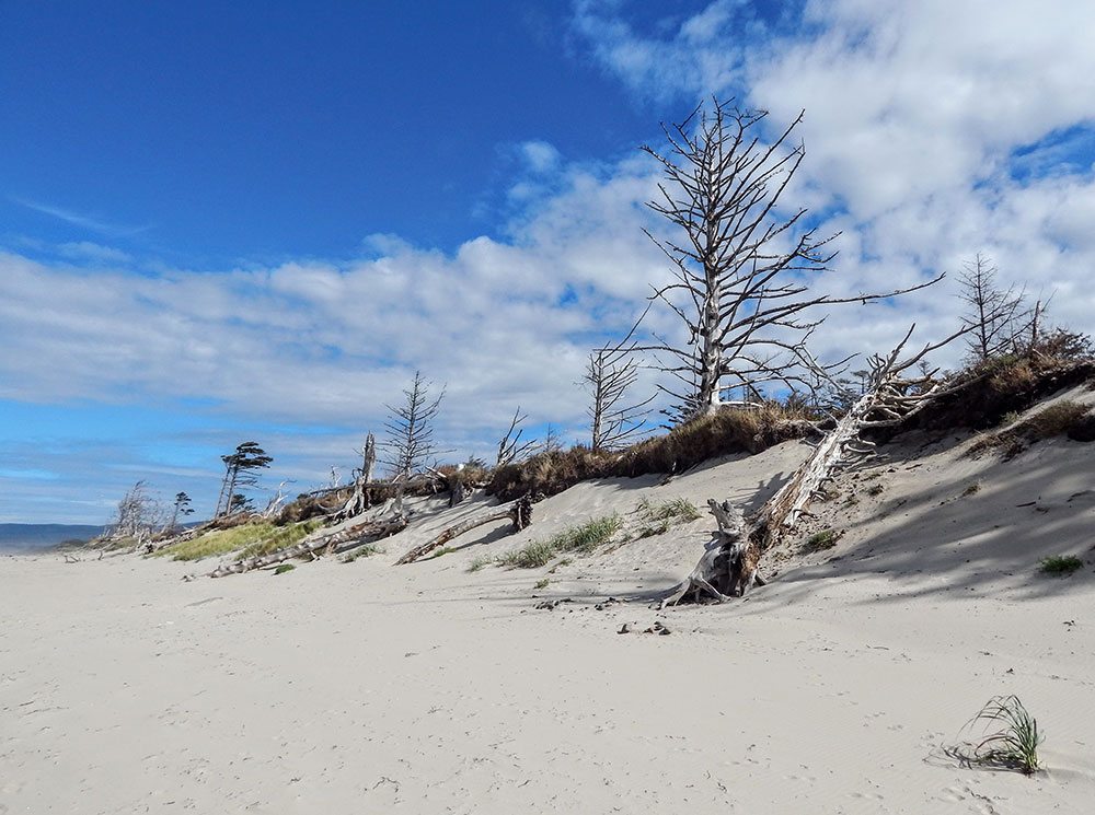 Sandy beaches lead to forest like trails.