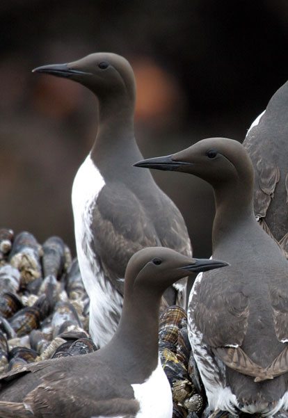 Sleek black sea birds looking out with white chests