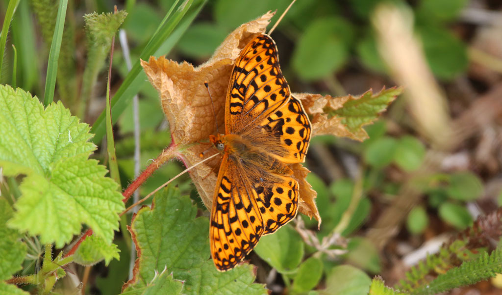 Oregon silverspot butterfly by Peter Pearsall