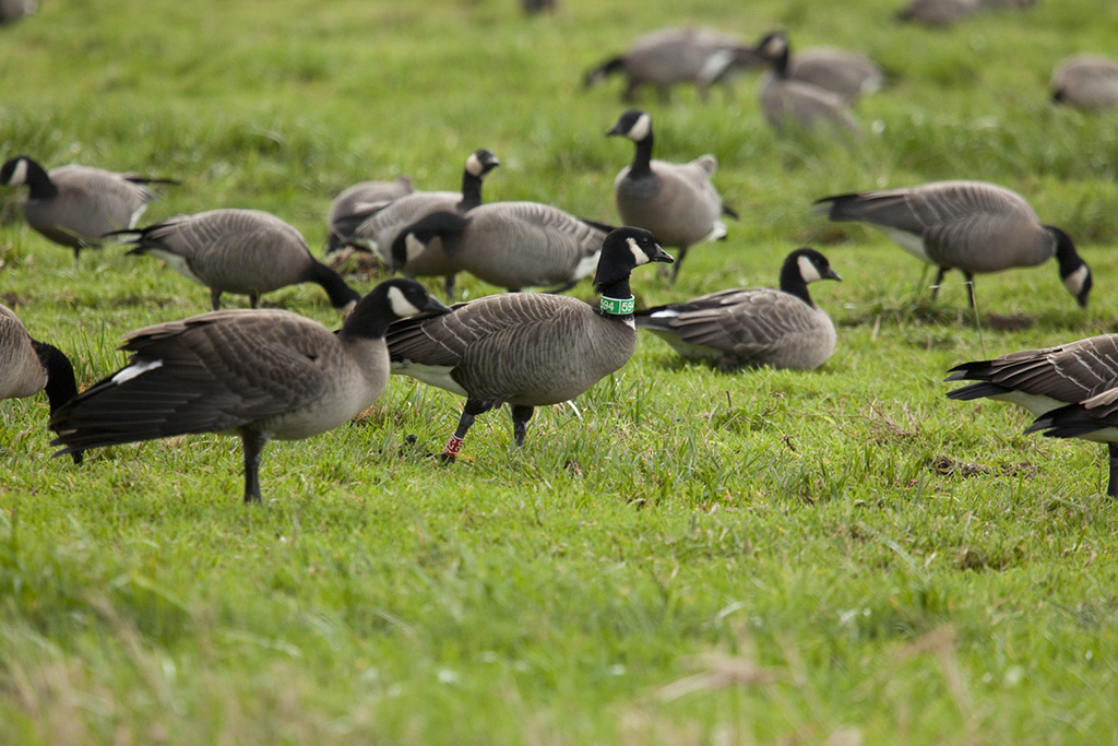 Semidi Islands Aleutian cackling goose by Roy Lowe