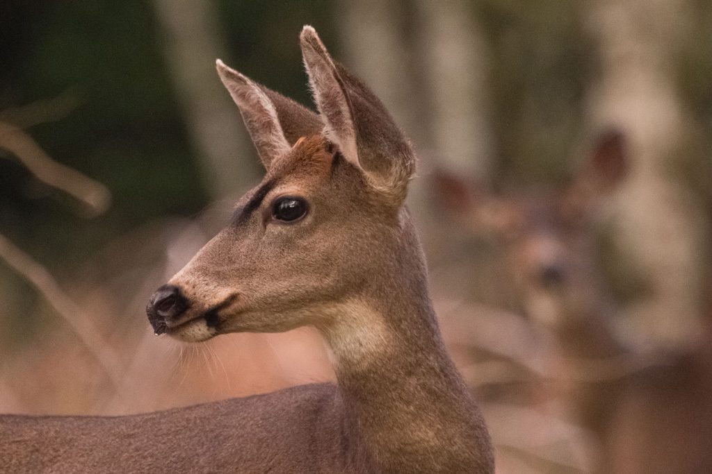 A female deer looks to the left with other deer in the background