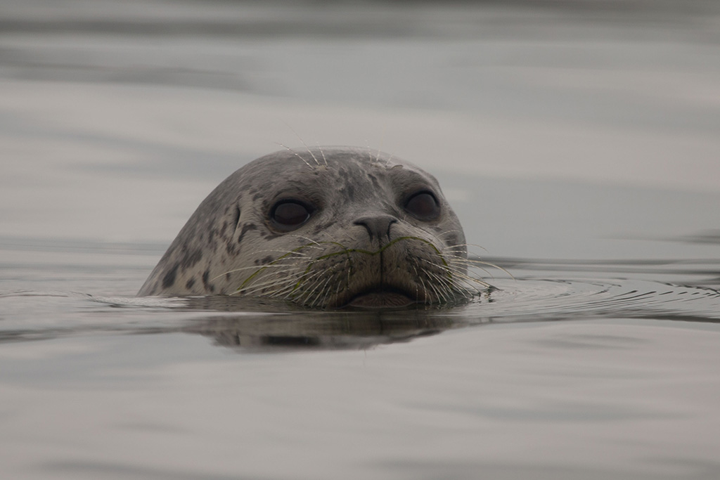harbor seal by Peter Pearsall