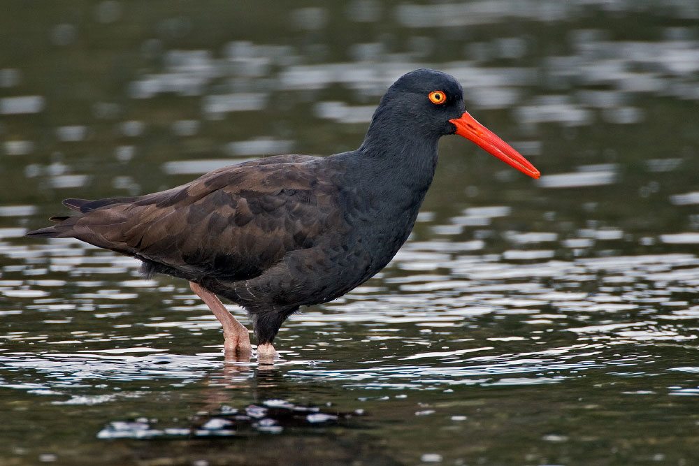 The black oystercatcher can be spotted along rocky stretches of the Tillamook Coast, where its loud voice makes its presence known. Photo by Alan D. Wilson, naturespicsonline.com/CCSA 