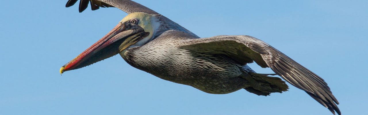 Map your way to Tillamook Coast's top birdwatching spots!