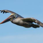 Pelican flying across clear sky with wings outstretched