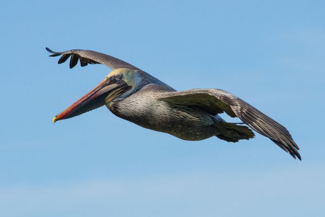 Pelican flying across clear sky with wings outstretched