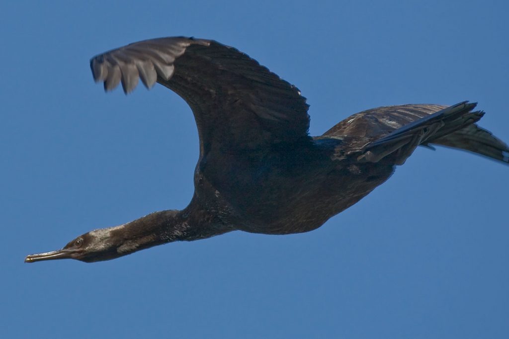 The pelagic cormorant is a creature of inshore areas along the Tillamook Coast, with black plumage that can feature iridescent tones of green or purple.Photo by “Mike” Michael L. Baird, http://flickr.bairdphotos.com