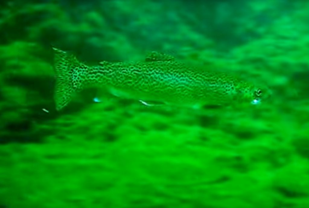 Underwater view of a spotted fish swimming
