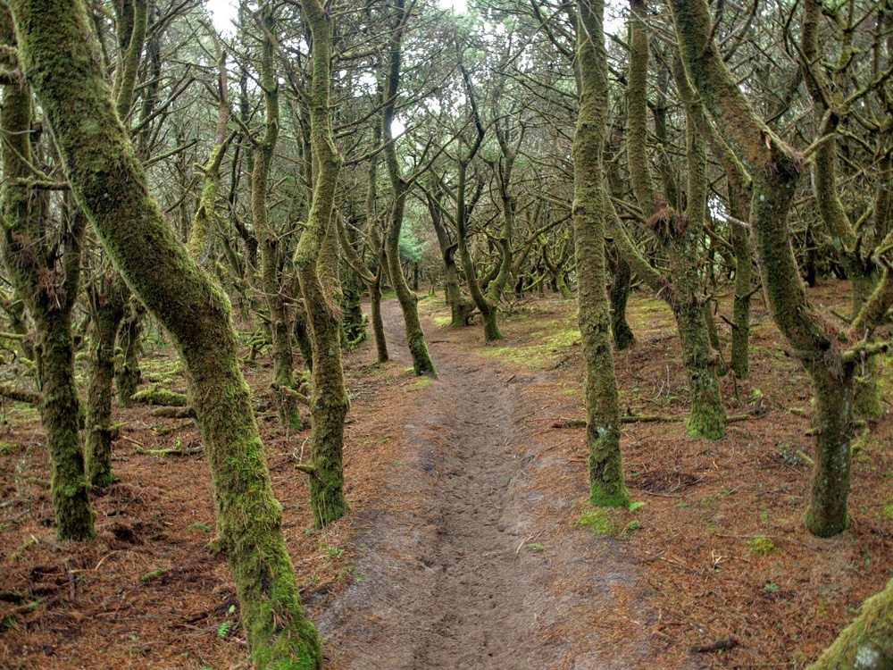 Nestucca-spit-forest-trail