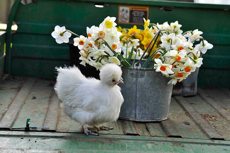 Farm still life with chick bucket and daffodils