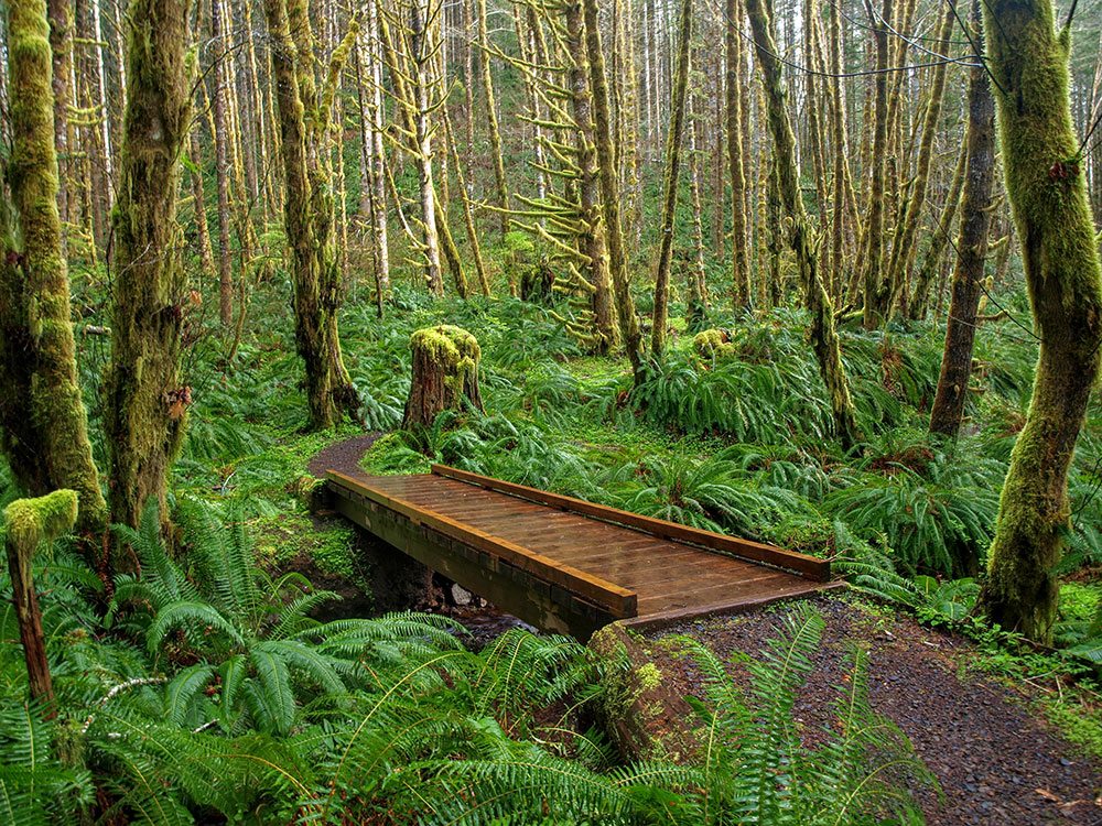 Bridge in the woods along the Wilson River Trail