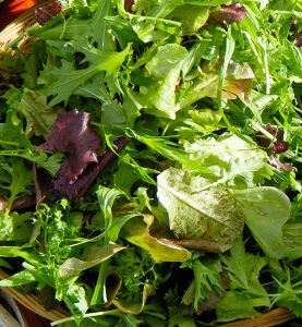 Fresh tender salad greens from Corvus Landing Farm