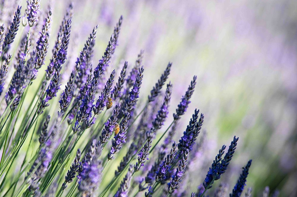 Honey bees on lavender