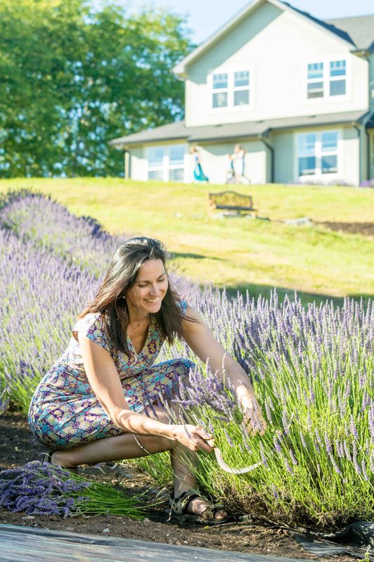 Heidi cutting lavender with a harvest sickle. Photo credit: Trav Williams, Broken Banjo Photography