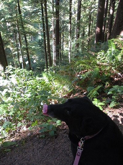 Black Lab Oswald West State Park