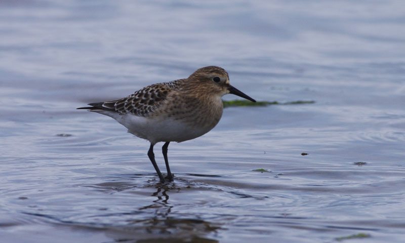 Juvenile Baird’s Sandpiper