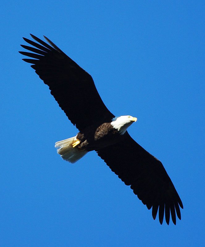 Bald Eagle