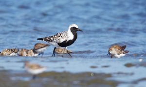 Speckled bird with black stomach walks in shallow water
