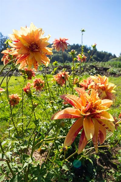 Giraffe - 1940s Heirloom dahlia 