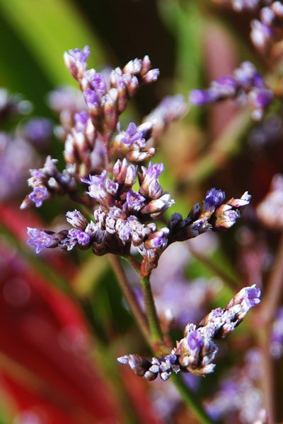 Sea Lavender