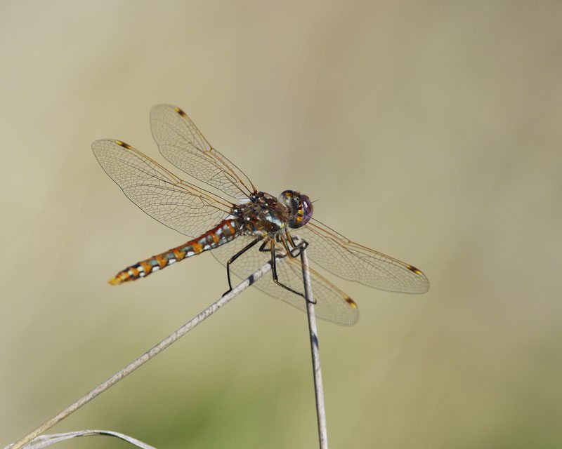 Meadowhawk dragonfly