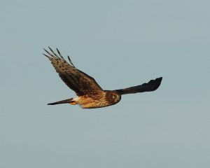 Northern Harrier