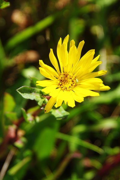 Oregon Gumweed