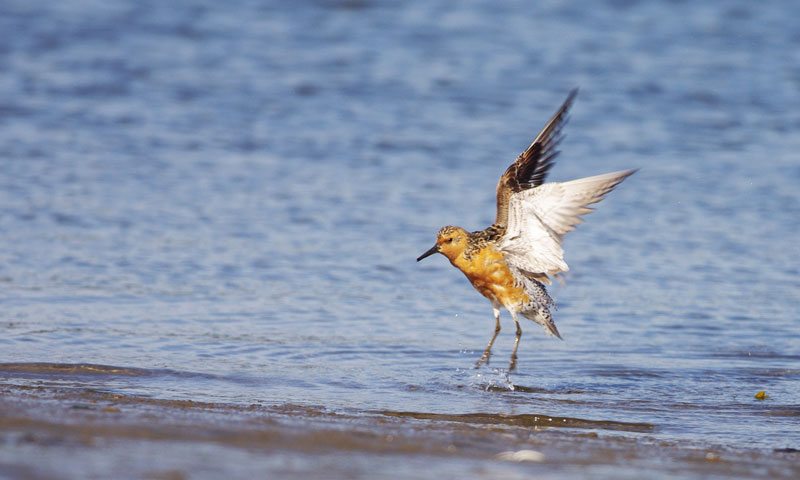 Red Knot