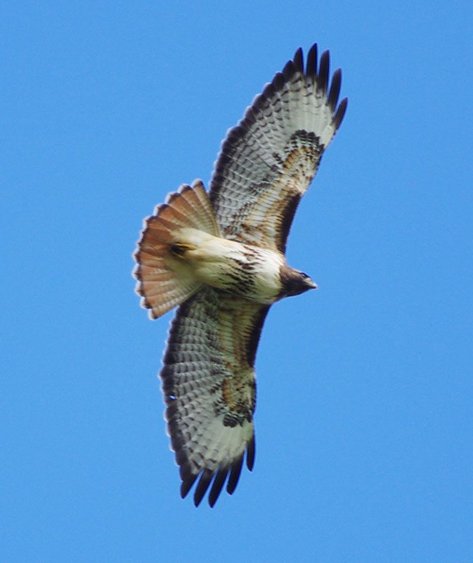 Redtail hawk