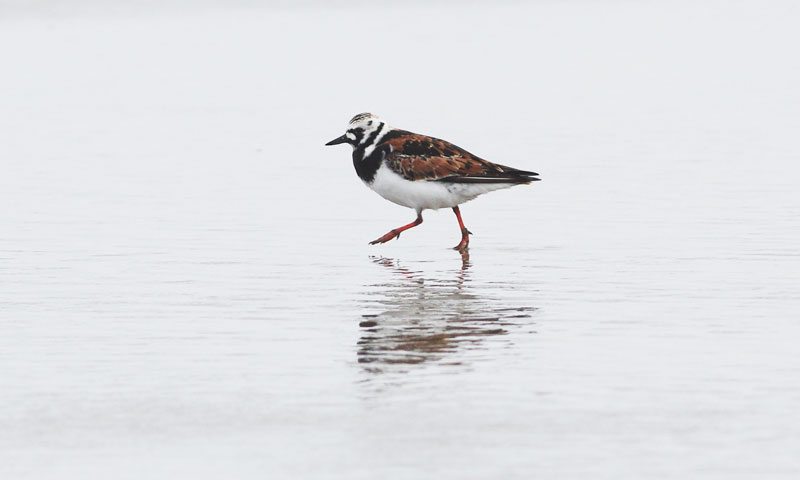 Ruddy Turnstone