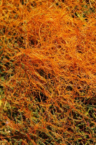 Salt Marsh Dodder