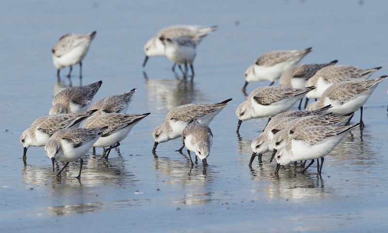 Sanderlings