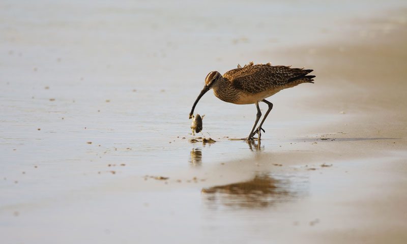 Whimbrel eating Mole Crab