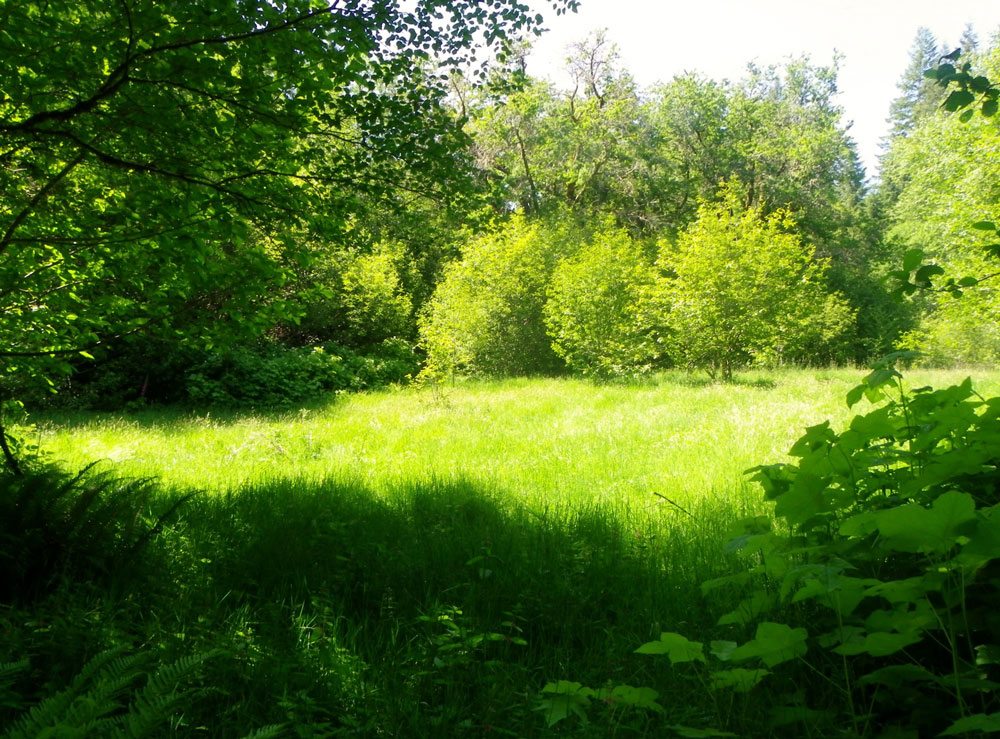 Open meadow. Previous location of Lindgren cabin.