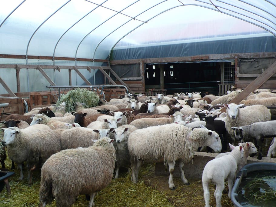 Meadow Harvest