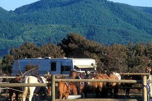 Horses in a fenced pasture with a hill in the background