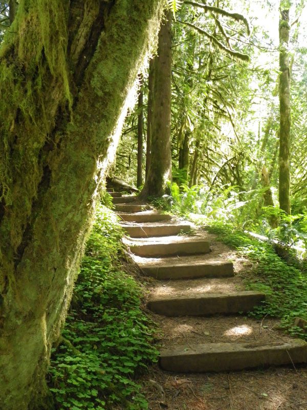 Stairs wind through trees