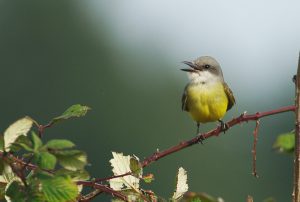 Tropical Kingbird