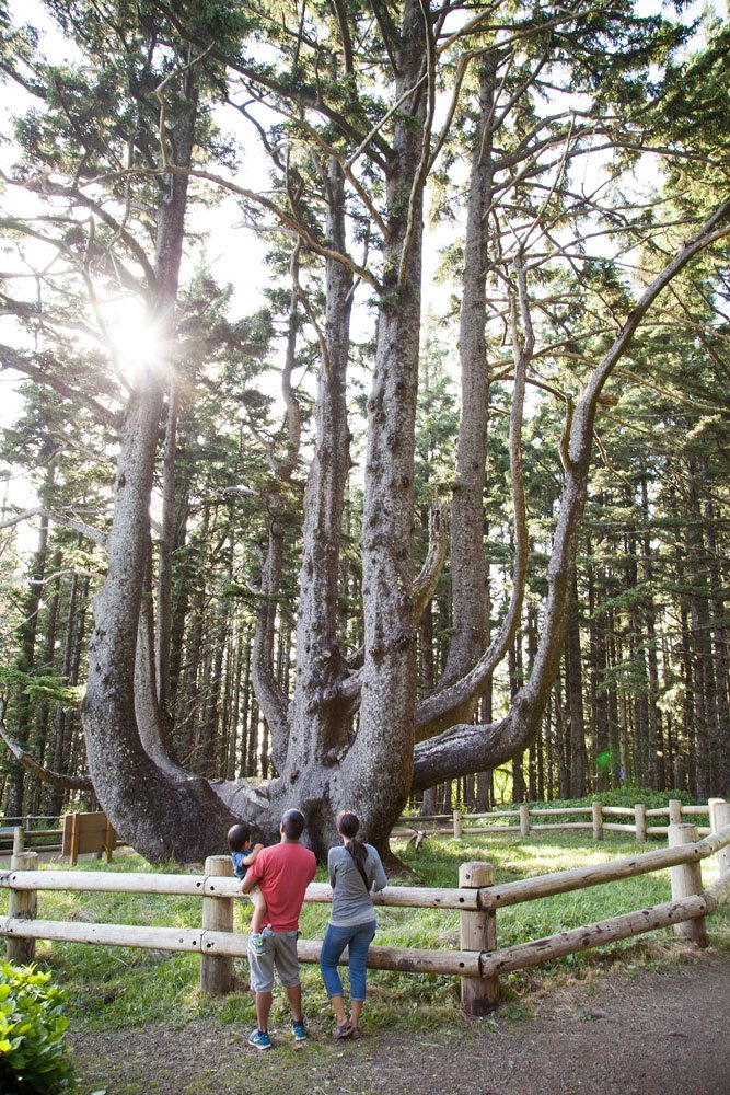 Cape Meares Octopus Tree