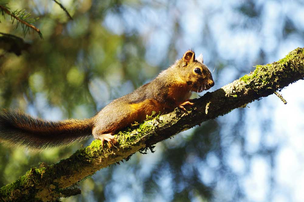 Douglas Pine Squirrel